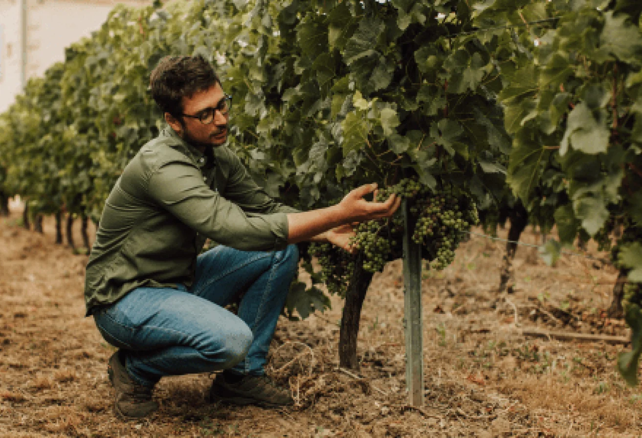 Hugues, vigneron des vignobles Invindia